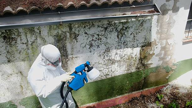 Top rated local Mold Remediation specialists in Belle Haven, VA